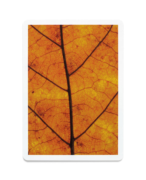 MYNOC: Leaf