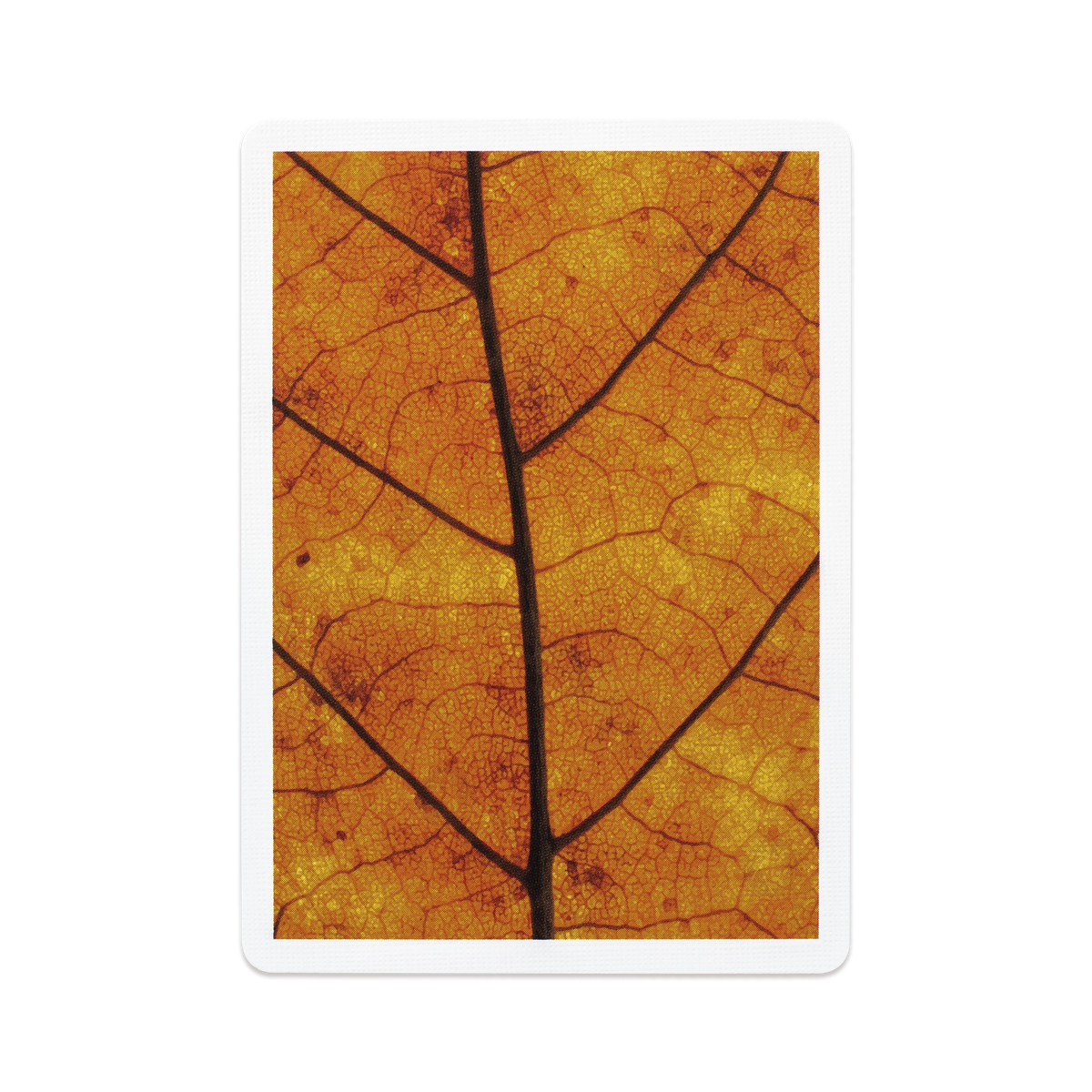 MYNOC: Leaf